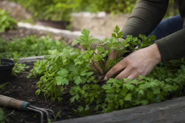 Pătrunjel (Petroselinum crispum) – ghid practic de plantare și îngrijire