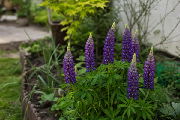 Lupin (Lupinus polyphyllus) – ghid complet de cultivare și îngrijire