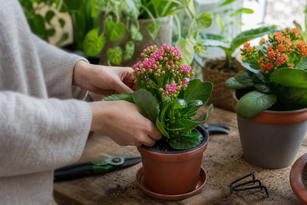 Kalanchoe (Kalanchoe blossfeldiana): cum se plantează și cum se îngrijește corect