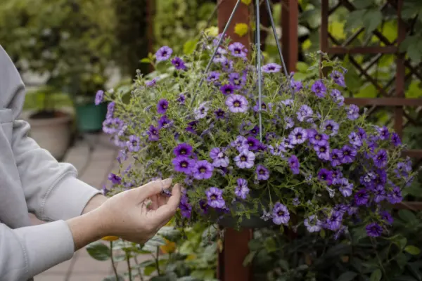Calibrachoa (Calibrachoa hybrida) – ghid practic de plantare și îngrijire