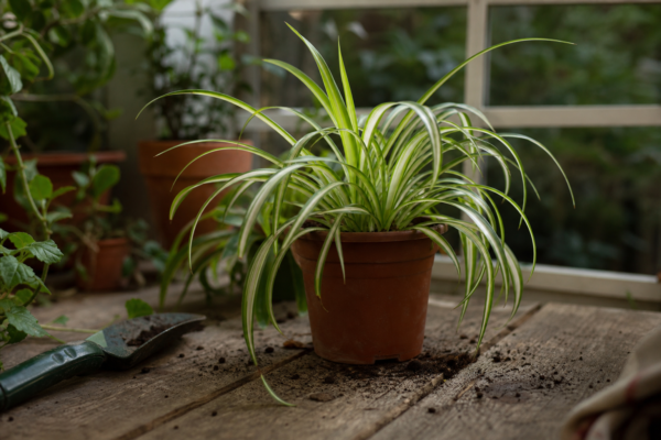 Panglicuța (Chlorophytum comosum) – sfaturi pentru plantare, creștere și întreținere