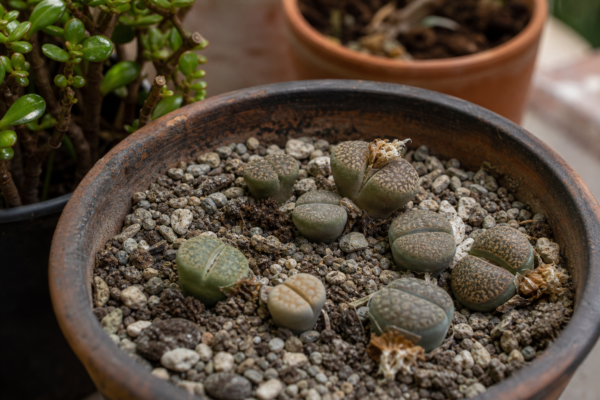Lithops (Lithops pseudotruncatella) – sfaturi de plantare și îngrijire