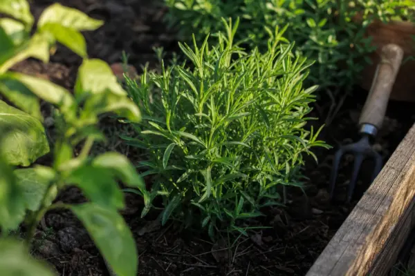 Tarhon (Artemisia dracunculus) – ghid practic de plantare și îngrijire