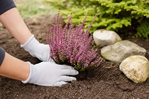Erica (Erica carnea): plantare și îngrijire pas cu pas