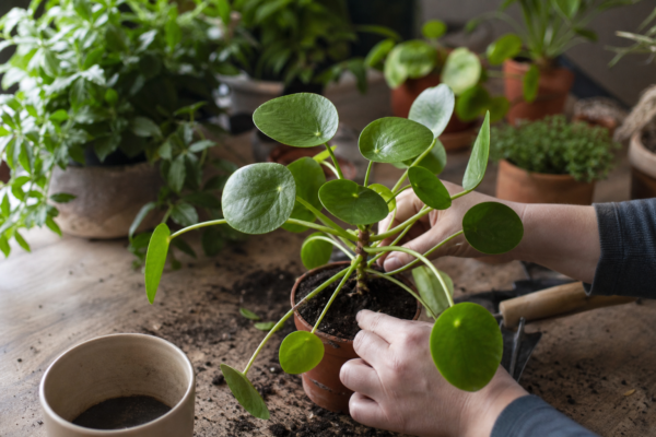 Pilea (Pilea peperomioides) – plantare, îngrijire și greșeli de evitat
