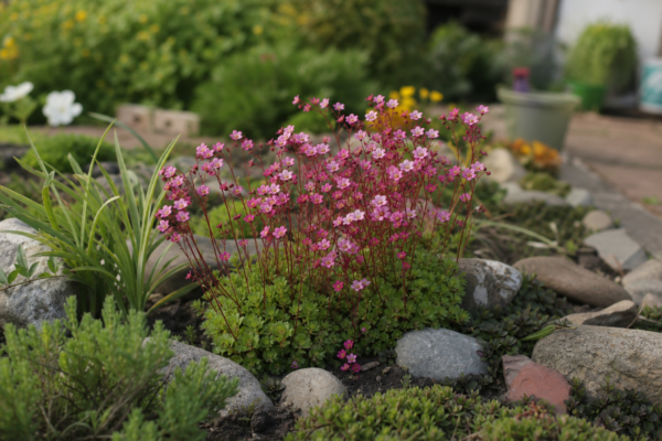 Saxifraga (Saxifraga arendsii) – sfaturi de plantare și îngrijire