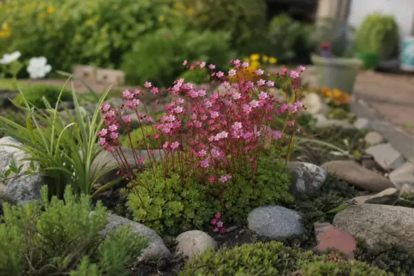 Saxifraga (Saxifraga arendsii) – sfaturi de plantare și îngrijire