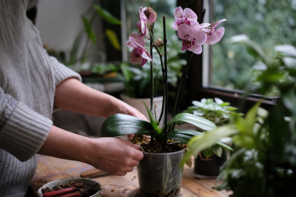 Orhidee (Phalaenopsis) – plantare și îngrijire pas cu pas