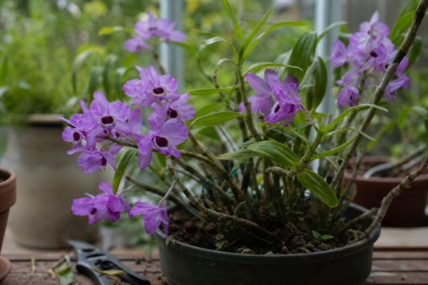 Orhideea Dendrobium (Dendrobium nobile) – tot ce trebuie să știi despre plantare și îngrijire