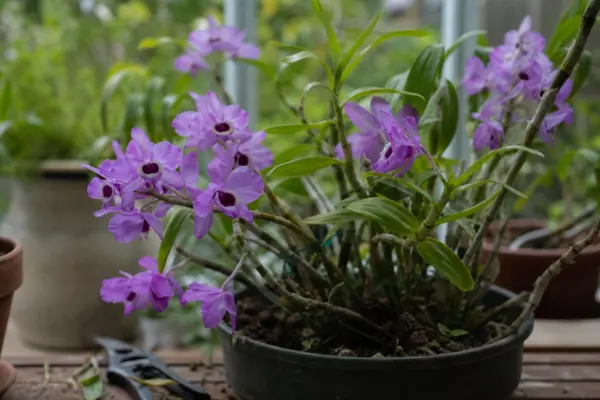 Orhideea Dendrobium (Dendrobium nobile) – tot ce trebuie să știi despre plantare și îngrijire