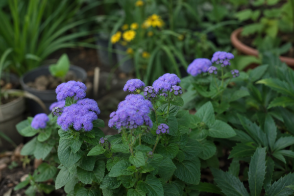 Ageratum (Ageratum houstonianum): ce condiții cere și cum o îngrijești