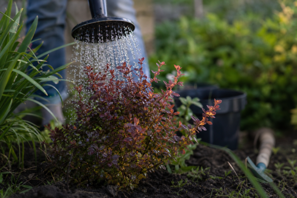 Dracila (Berberis thunbergii) – plantare, udare și întreținere
