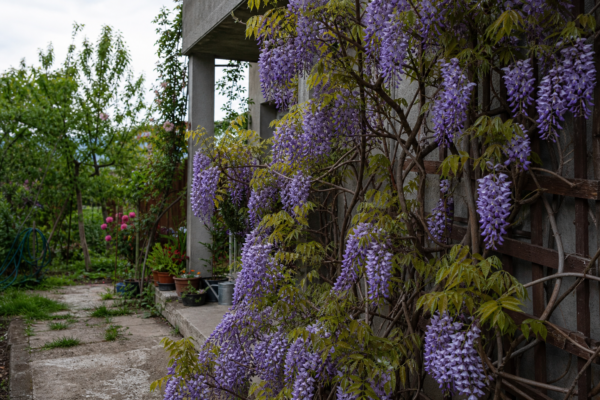Glicină (Wisteria sinensis): ce condiții cere și cum o îngrijești