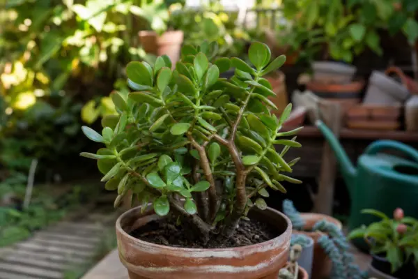 Arborele de jad (Crassula ovata) – condiții de creștere, plantare și îngrijire