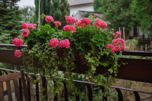 Mușcata curgătoare (Pelargonium peltatum): cum se plantează și cum se îngrijește corect