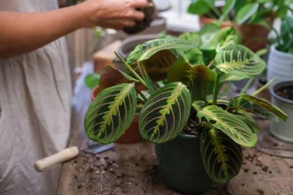 Planta rugăciunii (Maranta leuconeura) – tot ce trebuie să știi despre plantare și îngrijire