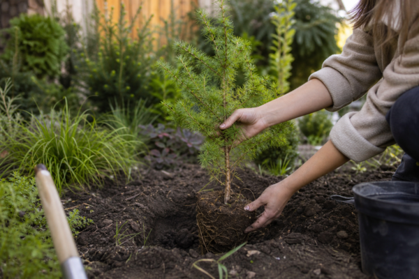 Zadă (Larix decidua) – de la plantare la întreținerea de zi cu zi