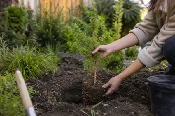 Zadă (Larix decidua) – de la plantare la întreținerea de zi cu zi