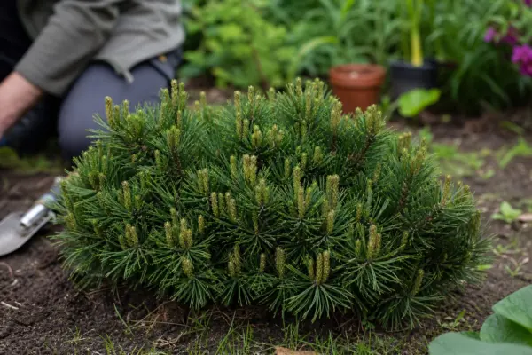 Jneapăn (Pinus mugo) – ghid complet de cultivare și îngrijire