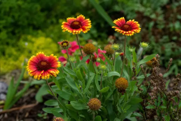 Gaillardia aristata – sfaturi pentru plantare, creștere și întreținere