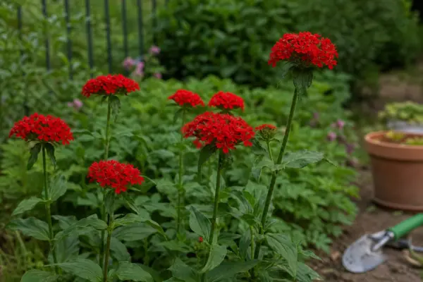 Opaiță (Lychnis chalcedonica) – ghid complet de cultivare și îngrijire