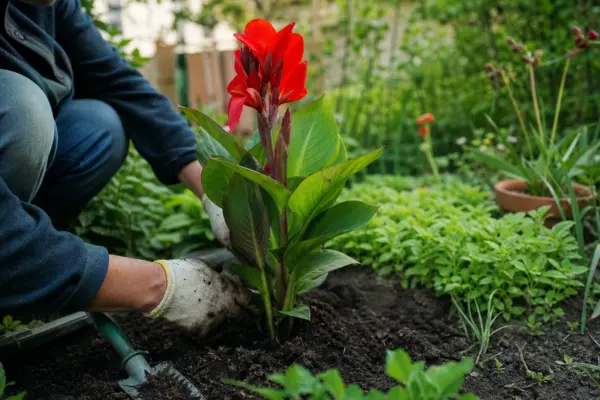 Trestie indiană (Canna indica) – de la plantare la întreținerea de zi cu zi