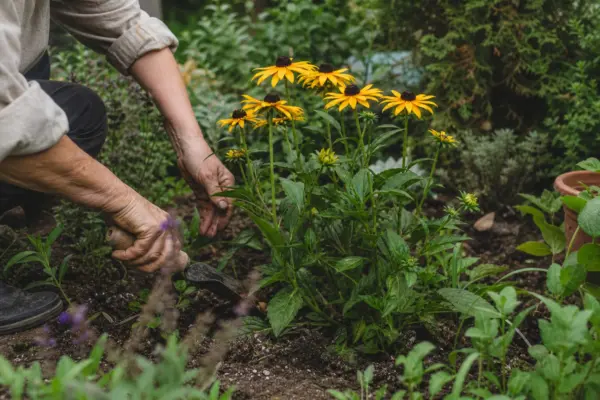 Rudbeckia hirta: cum se plantează și cum se îngrijește corect