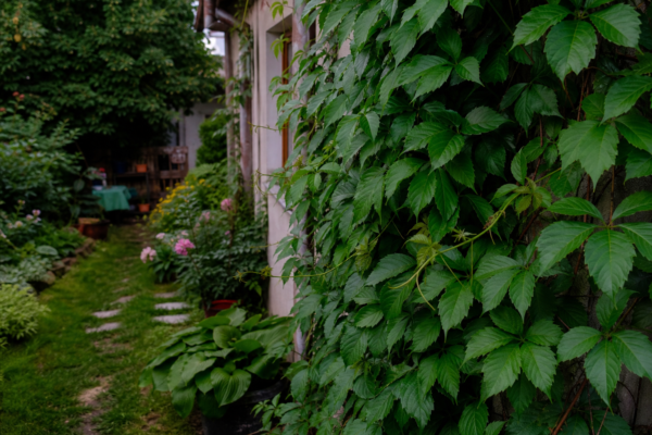 Viță de Canada (Parthenocissus quinquefolia) – ghid complet de cultivare și îngrijire