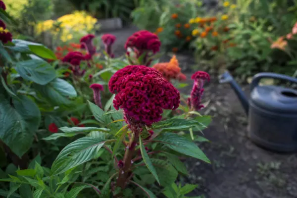 Creasta cocoșului (Celosia cristata) – ghid practic de plantare și îngrijire