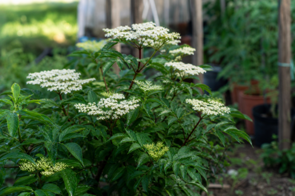Soc (Sambucus nigra) – plantare, udare și întreținere