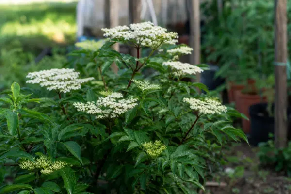 Soc (Sambucus nigra) – plantare, udare și întreținere