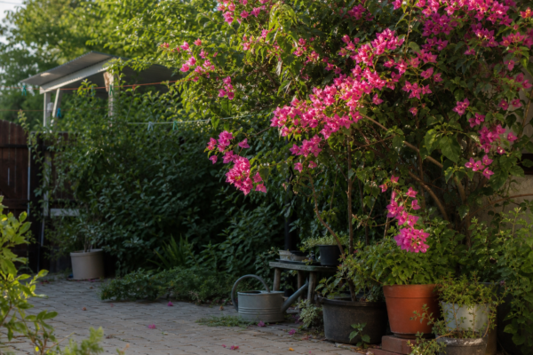 Bougainvillea (Bougainvillea glabra) – sfaturi de plantare și îngrijire