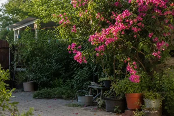 Bougainvillea (Bougainvillea glabra) – sfaturi de plantare și îngrijire
