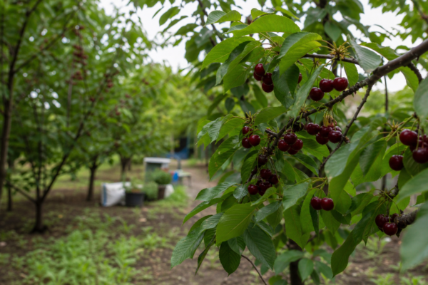 Cireș (Prunus avium) – ghid complet de cultivare și îngrijire