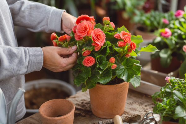Begonia elatior – sfaturi pentru plantare, creștere și întreținere