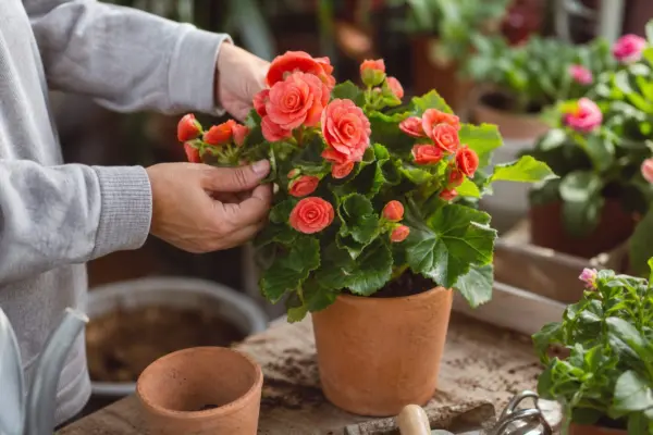 Begonie Elatior (Begonia elatior) – sfaturi pentru plantare, creștere și întreținere