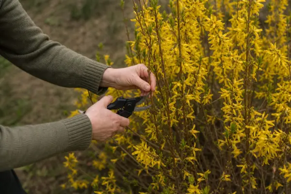 Forsythia (Forsythia intermedia): plantare, tundere și întreținere