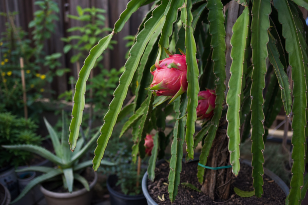 Pitaya (fructul dragonului) – tot ce trebuie să știi despre plantare și îngrijire