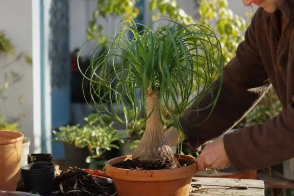 Piciorul elefantului (Beaucarnea recurvata): ce condiții cere și cum o îngrijești