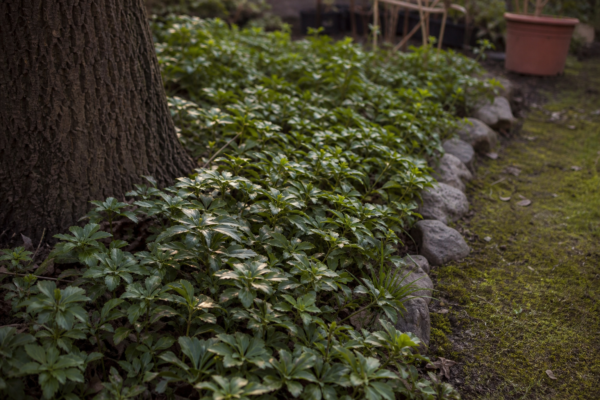 Pachysandra terminalis – condiții de creștere, plantare și îngrijire