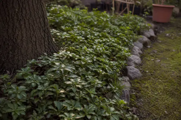 Pachysandra terminalis – condiții de creștere, plantare și îngrijire
