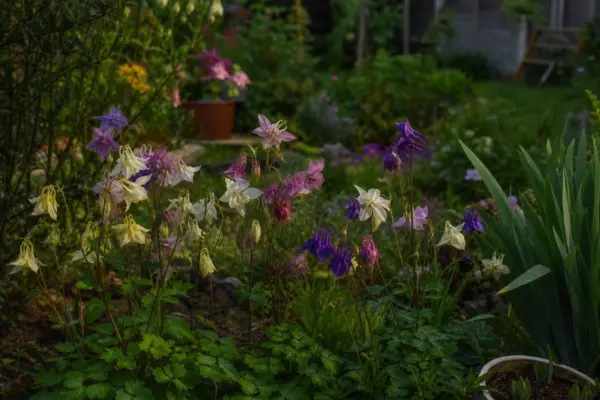 Căldărușa (Aquilegia vulgaris) – condiții de creștere, plantare și îngrijire