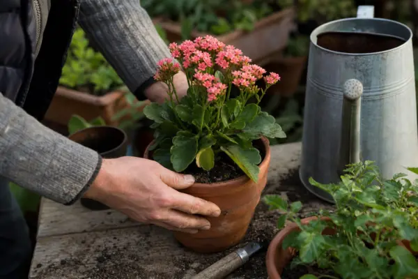 Kalanchoe (Kalanchoe blossfeldiana) – sfaturi utile pentru plantare și îngrijire