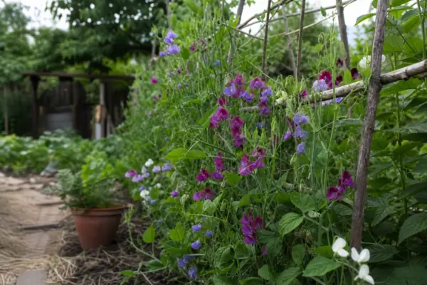 Sângele-voinicului (Lathyrus odoratus) – sfaturi pentru plantare, creștere și întreținere