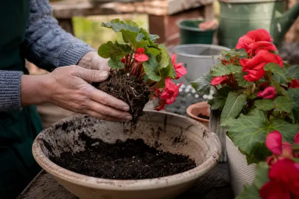 Begonie tuberoasă (Begonia tuberhybrida) – plantare și îngrijire pas cu pas