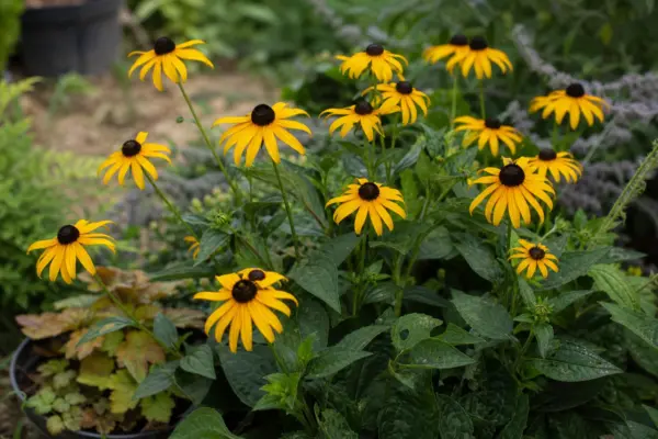 Rudbeckia (Rudbeckia hirta) – ghid pas cu pas de plantare și întreținere