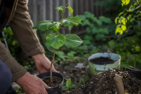 Dud (Morus nigra) – plantare și îngrijire pas cu pas
