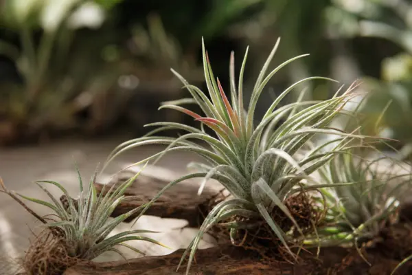 Tillandsia (Tillandsia ionantha) – ghid practic de plantare și îngrijire