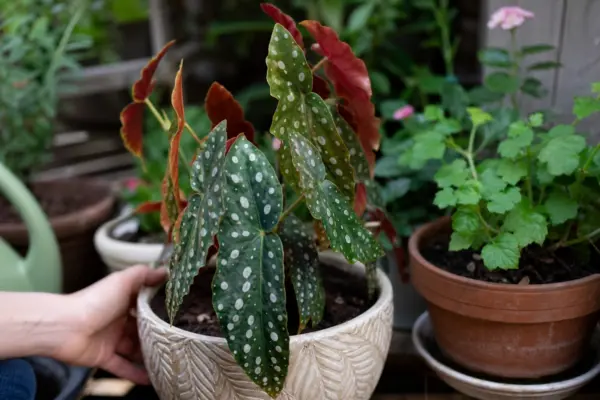 Begonie pătată (Begonia maculata) – tot ce trebuie să știi despre plantare și îngrijire