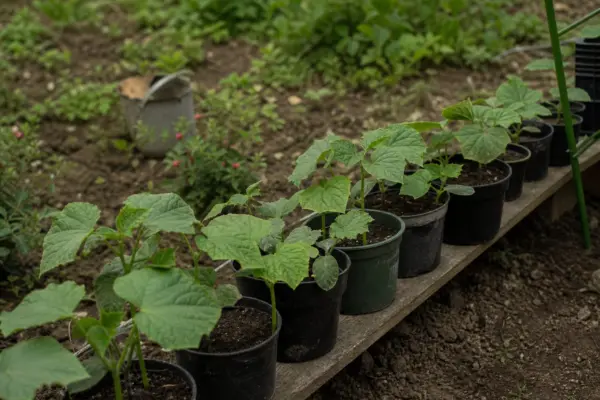 Cum călești răsadurile de castraveți înainte de plantare